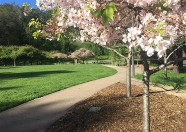 Harvey West Park