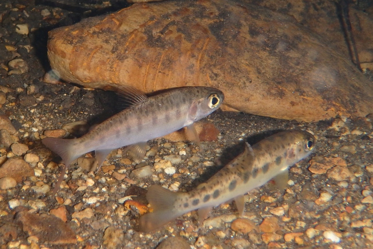 Coho salmon and steelhead trout