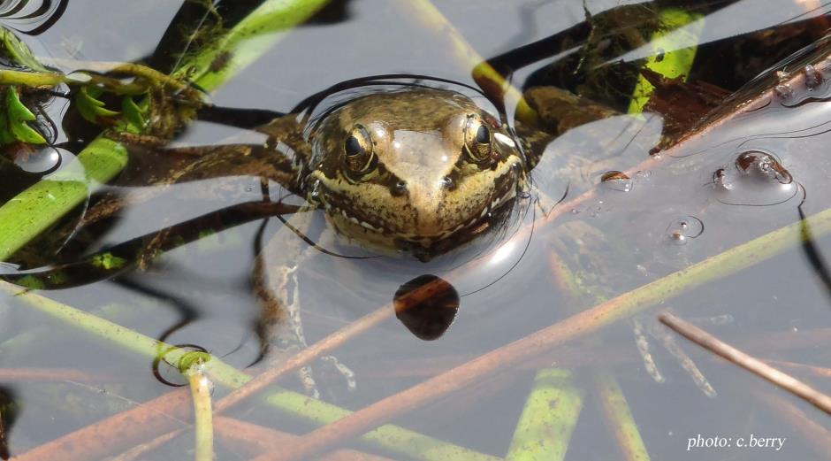 Red-legged frog