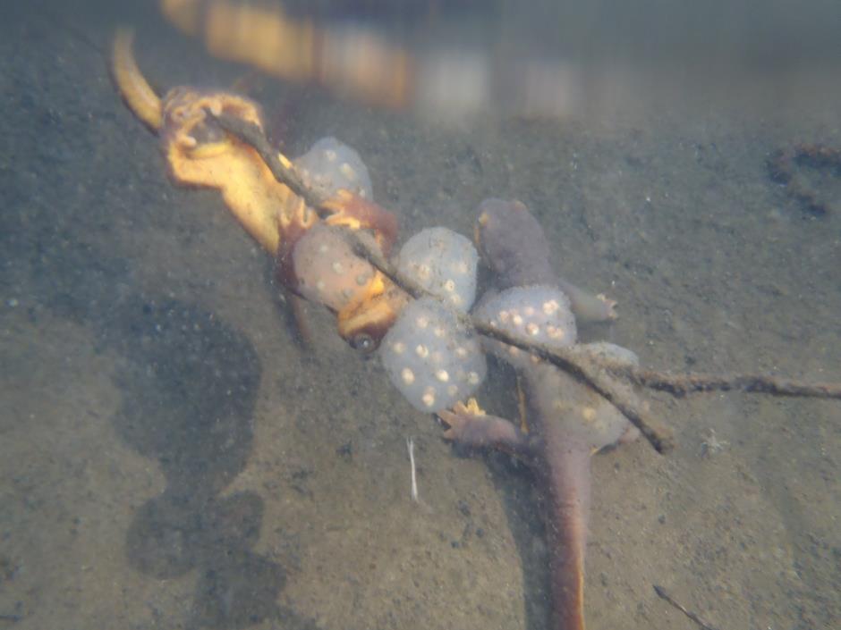 Newts